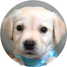 英国ラブラドールの子犬